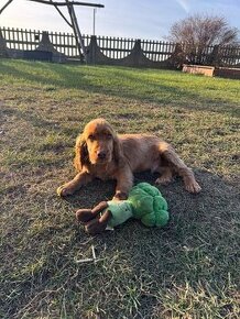 Cocker spaniel