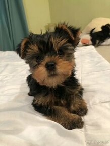 Yorkshire terrier