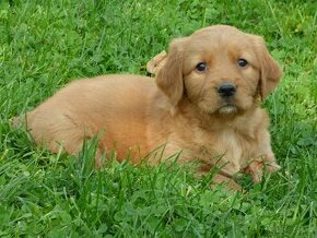 Szczeniaki Golden retriever pieski i suczki - 1