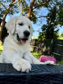 Golden Retriever  chłopiec