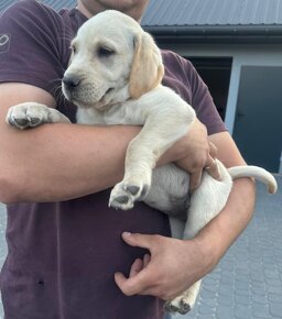 Labrador retriever szczeniak biszkoptowy