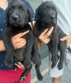 Labrador retriever szczeniak czarnej maści