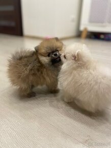 Szpic miniaturowy (Pomeranian) FCI