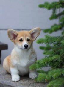 Welsh Corgi Pembroke