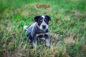 Australian cattle dog