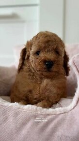 Pudel zabawkowy  / Toy Poodle / Toy Pudle / Той Пудель