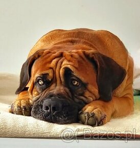 SPRZEDAM szczenieta rasy boerboel