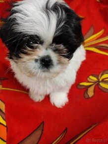 Shih tzu suczka