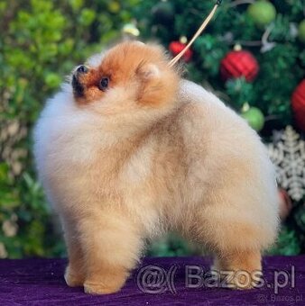 Pomeranian