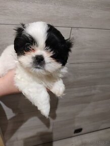 Suczka shih tzu