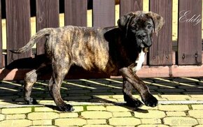 Cane Corso szczenięta - 1