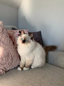 Kocurek Ragdoll seal mitted