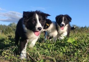 Pies / szczeniak rasy Border Collie - 1