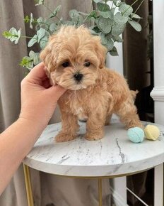 Maltipoo szczenieta -