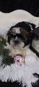 Wesole pieski shih tzu