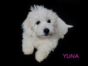 Suczka Coton De Tulear Szczenię szczeniak Kraków YUNA