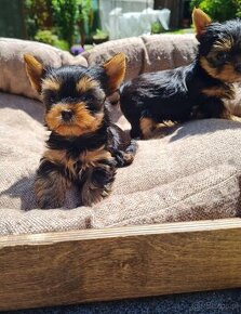 Yorkshire terrier mini