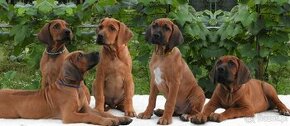 Rhodesian Ridgeback piękne szczenięta wystawowe FCI.