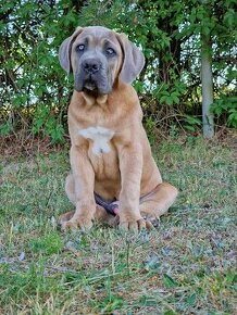 Cane Corso Italiano Puppies (FCI)