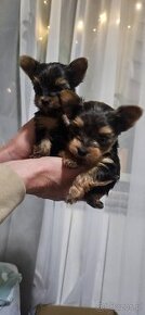 Mini Yorkishire terrier