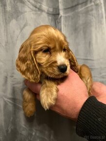 Piękny piesek rasy Cocker Spaniel Angielski