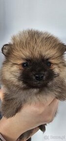 Szpic miniatura pomeranian