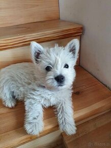 West Highland White Terrier - 1