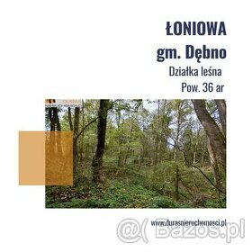 Łoniowa gm. Dębno działka leśna 36 ar