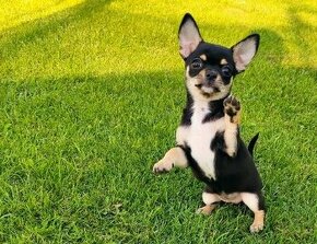 Chihuahua c