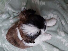 Szczeniaczki shih tzu - 1