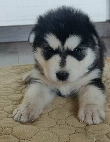 ALASKAN MALAMUTE