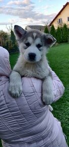 ALASKAN MALAMUTE