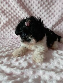 Sunia shih tzu - 1