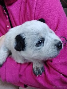 Australian cattle dog FCI