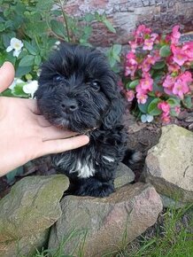 Maltipoo szczeniaki maltanczyk pudel