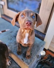 Louisianański pies leopardzi Catahoula