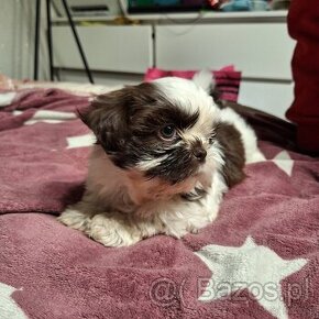 Wesołe pieski shih-tzu