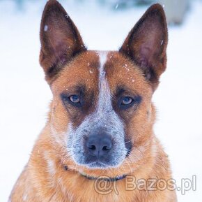 ACD Australijski pies pasterski  AUSTRALIAN CATTLE DOG