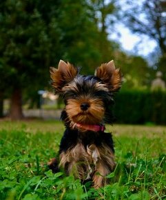 Yorkshire Terrier s PP (FCI)