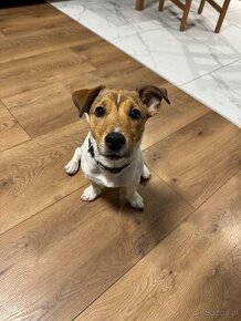 Jack Russel terrier