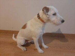 Parson Russell terrier reproduktor - 1