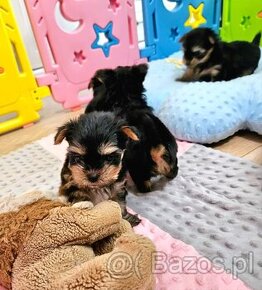 Czekoladowy Yorkshire Terrier