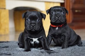 Szczeniaki Rasy Stafordshire Bull Terrier z Rodowodem ZKwP