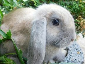 Beżowy królik mini lop samczyk