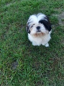 Szczeniak shih tzu 4 miesięczny samiec - 1