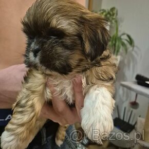 Shih tzu szuka domku