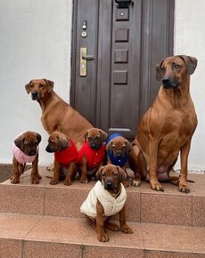 Rhodesian Ridgeback - szczenięta FCI, 8 tygodni