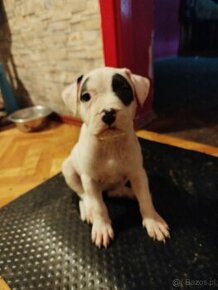 Amstaff szczeniaki 2 miesiące