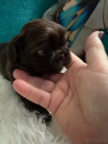 Piękne czekoladowe Shih- tzu