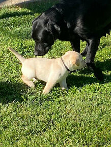 Szczenięta labradora retrievera.